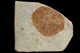 Fossil Leaf (Zizyphoides) - Montana #165022-1